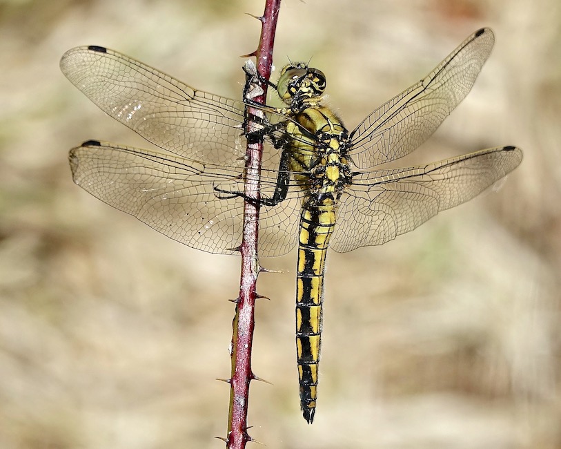 black-tailed skimmer